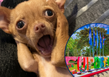 ¡Cacería de firulais! Teupasenti pagará L200 por cada “perro vago” capturado, y cobrará L500 al dueño para devolvérselo