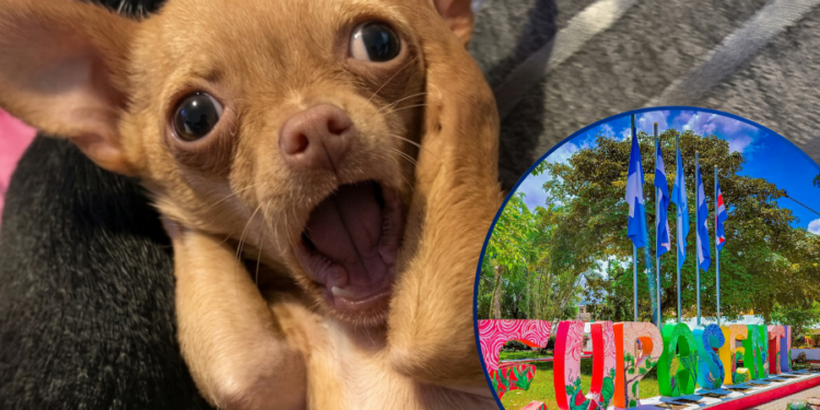 ¡Cacería de firulais! Teupasenti pagará L200 por cada “perro vago” capturado, y cobrará L500 al dueño para devolvérselo