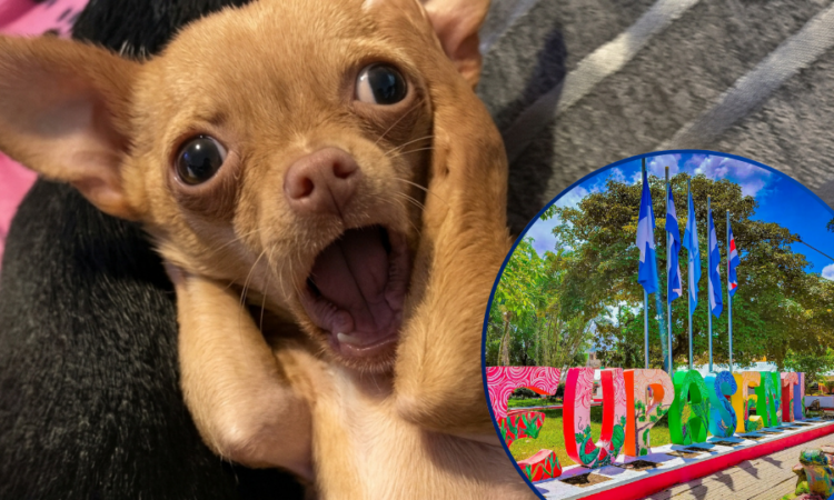 ¡Cacería de firulais! Teupasenti pagará L200 por cada perro vago capturado, y cobrará L500 al dueño para devolvérselo