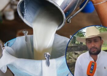 ¡Golpe a la economía! Ganaderos de Olancho descartan sequía, pero se hunden por bajo precio de la leche