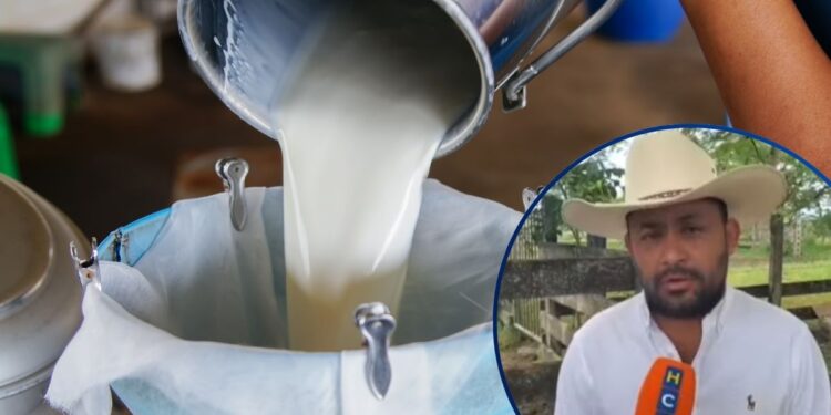 ¡Golpe a la economía! Ganaderos de Olancho descartan sequía, pero se hunden por bajo precio de la leche