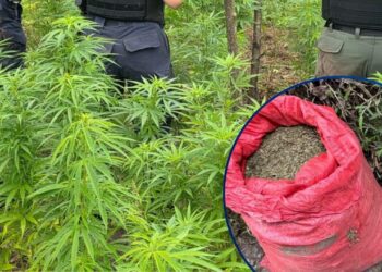 ¡Maíz no siembran! Aseguran 12 mil plantas de marihuana y 20 libras listas para la venta en Marale