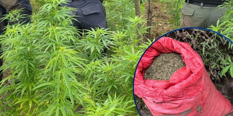 ¡Maíz no siembran! Aseguran 12 mil plantas de marihuana y 20 libras listas para la venta en Marale