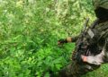 ¡No para la siembra de droga! Aseguran más plantaciones de coca y marihuana en Yoro y Colón
