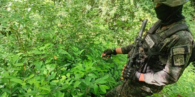 ¡No para la siembra de droga! Aseguran más plantaciones de coca y marihuana en Yoro y Colón