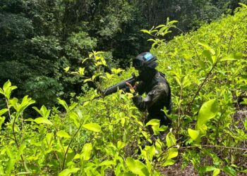 ¡No se siente la sequía! Aseguran 11,000 arbustos de coca en Colón