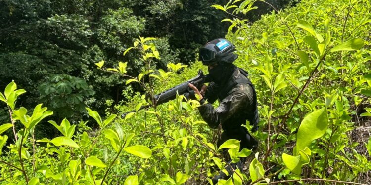 ¡No se siente la sequía! Aseguran 11,000 arbustos de coca en Colón