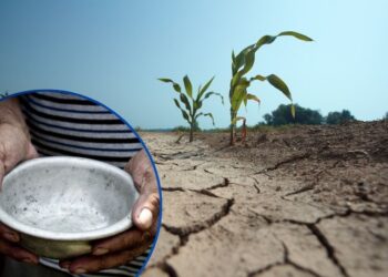 ¡Por la sequía! En riesgo de seguridad alimentaria, más de 68 mil familias hondureñas