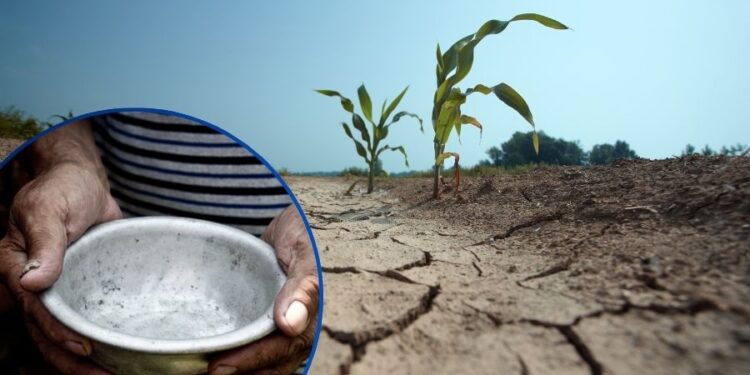 ¡Por la sequía! En riesgo de seguridad alimentaria, más de 68 mil familias hondureñas
