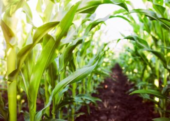 ¡Respiro para el campo! Productores podrán refinanciar deudas y acceder a seguros subsidiados