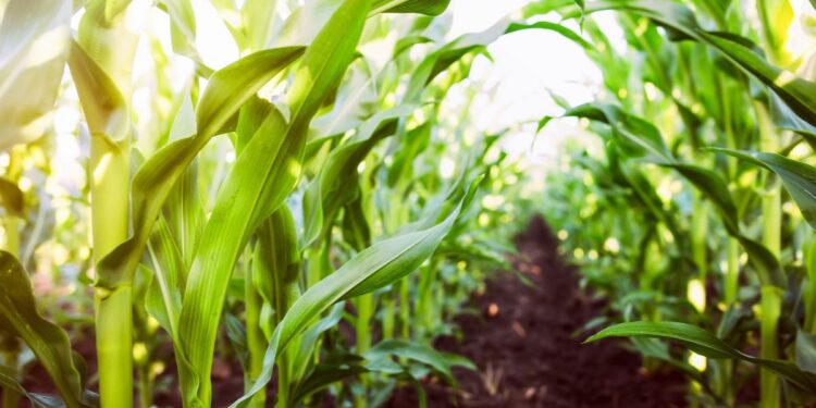 ¡Respiro para el campo! Productores podrán refinanciar deudas y acceder a seguros subsidiados