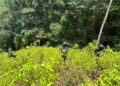 ¡Sigue la cosecha! Aseguran 16,500 arbustos de coca en Colón
