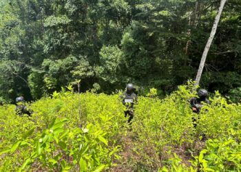 ¡Sigue la cosecha! Aseguran 16,500 arbustos de coca en Colón