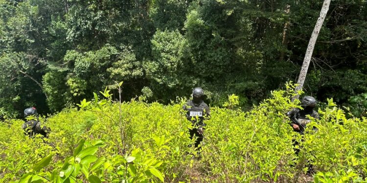¡Sigue la cosecha! Aseguran 16,500 arbustos de coca en Colón