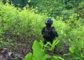¡Cuál sequía! Descubren plantación de coca en la Sierra de Agalta