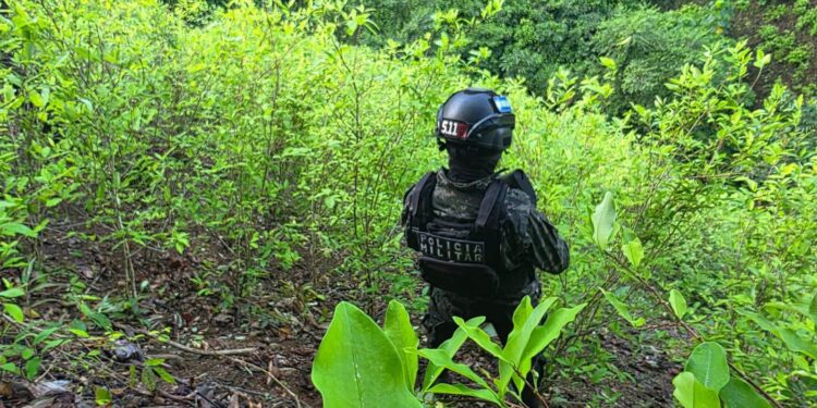 ¡Cuál sequía! Descubren plantación de coca en la Sierra de Agalta