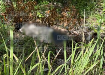 ¡No para el crimen! Embolsado y ensabanado dejan cadáver en barranco Altos del Trapiche