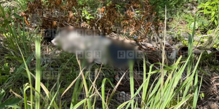 ¡No para el crimen! Embolsado y ensabanado dejan cadáver en barranco Altos del Trapiche
