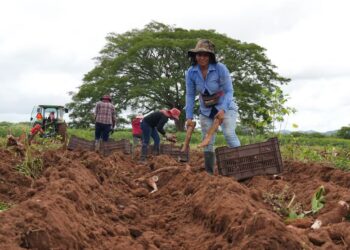 Municipios siguen perdiendo sus cosechas y piden declarar emergencia nacional por la crisis agrícola