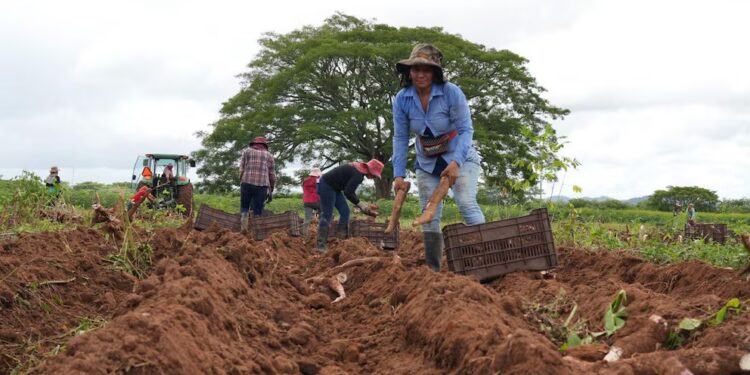 Municipios siguen perdiendo sus cosechas y piden declarar emergencia nacional por la crisis agrícola