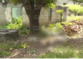 ¡Muerte con saña! Bajo un árbol dejan el cuerpo de hombre asesinado en San Pedro Sula