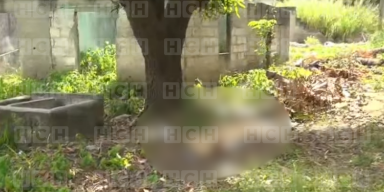 ¡Muerte con saña! Bajo un árbol dejan el cuerpo de hombre asesinado en San Pedro Sula