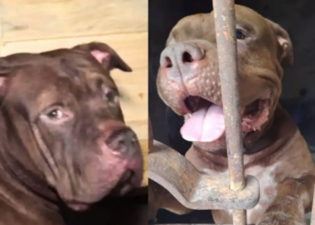 ¡De sospechoso a héroe! Zeus, señalado por la muerte de su amo, ahora será entrenado para convertirse en perro policía