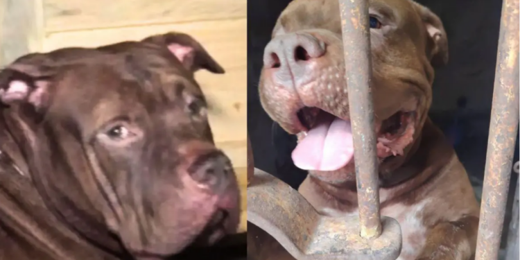 ¡De sospechoso a héroe! Zeus, señalado por la muerte de su amo, ahora será entrenado para convertirse en perro policía