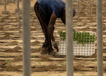 “La vida no es color de rosa”: migrantes que trabajan en invernaderos de España relatan sus difíciles condiciones de vida