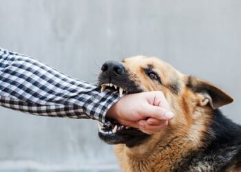 ¿Tu perro está estresado? Estas son las señales que podrían revelar que algo no anda bien