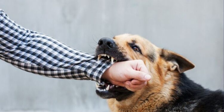 ¿Tu perro está estresado? Estas son las señales que podrían revelar que algo no anda bien