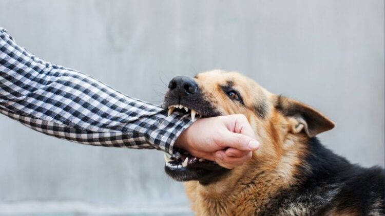 ¿Tu perro está estresado? Estas son las señales que podrían revelar que algo no anda bien