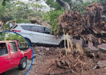 ¡Desastre! Vetusto árbol se desploma y destruye varios carros en colonia Kennedy