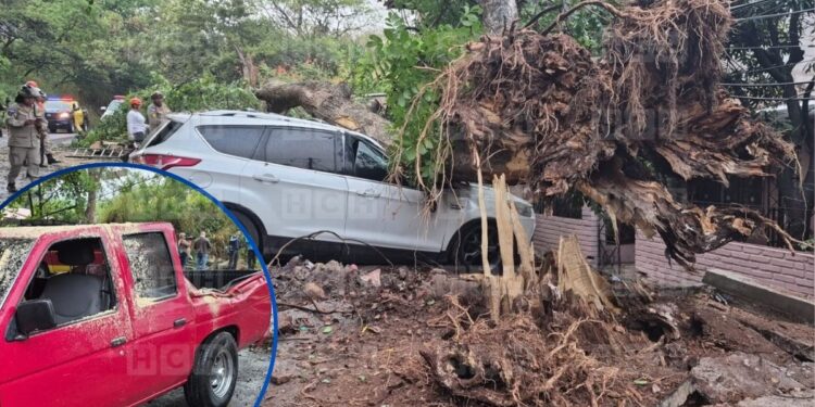 ¡Desastre! Vetusto árbol se desploma y destruye varios carros en colonia Kennedy
