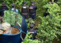 ¡Maíz y frijol no siembran! Localizan más de 70 mil arbustos de coca en montaña de Tela