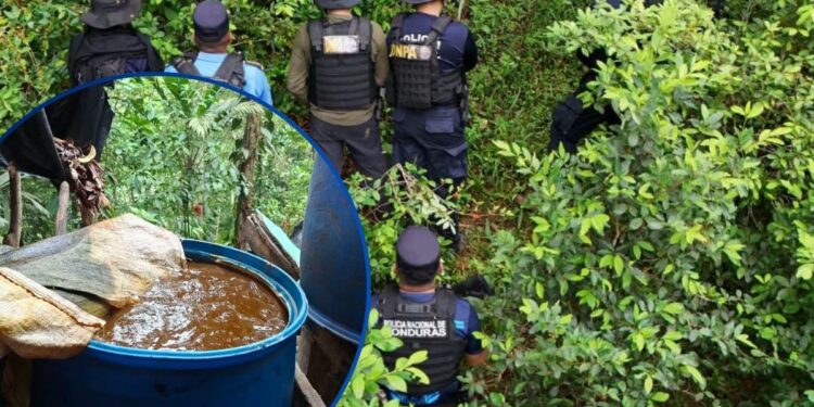 ¡Maíz y frijol no siembran! Localizan más de 70 mil arbustos de coca en montaña de Tela