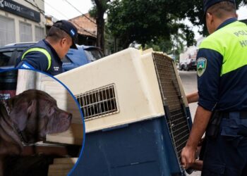¡Se llevan a Zeus! El pitbull que mató a su dueño ya está bajo custodia de la municipalidad
