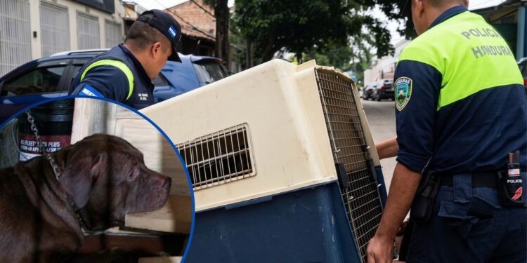 ¡Se llevan a Zeus! El pitbull que mató a su dueño ya está bajo custodia de la municipalidad