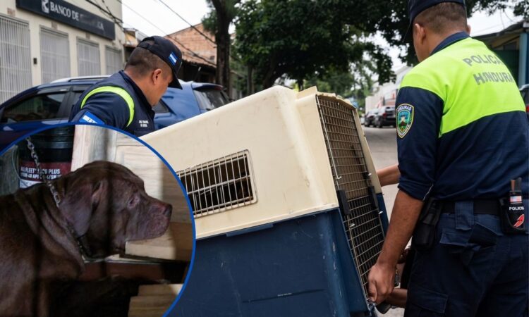 ¡Se llevan a Zeus! El pitbull que mató a su dueño ya está bajo custodia de la municipalidad