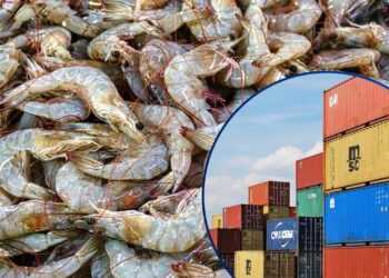 Honduras proyecta exportar más de 100 contenedores de camarón a China en 2026