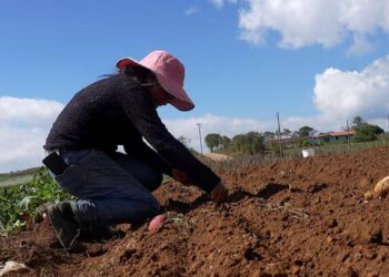 Productores de papa y cebolla exigen acciones contra el contrabando en Honduras