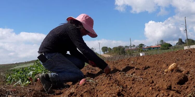Productores de papa y cebolla exigen acciones contra el contrabando en Honduras