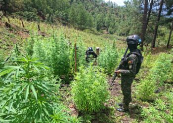 ¡No para la siembra! Localizan 25,000 arbustos de coca y 3,500 plantas de marihuana en Yoro