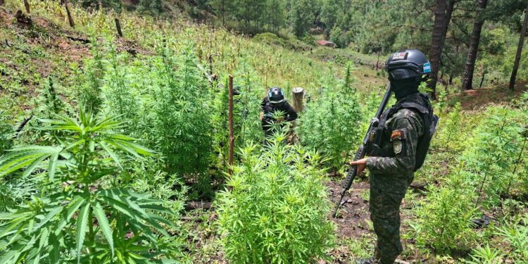 ¡No para la siembra! Localizan 25,000 arbustos de coca y 3,500 plantas de marihuana en Yoro