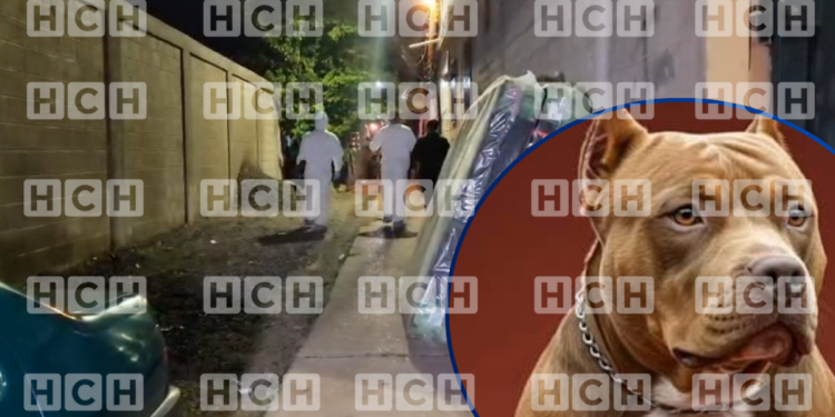 ¡Escena de terror! Pitbull le quita la vida a su dueño y hiere a varias personas en la colonia Hato de Enmedio
