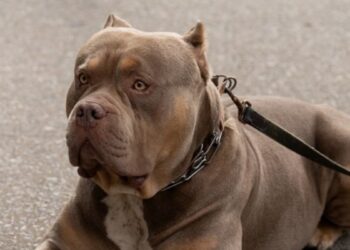 Zeus queda fuera del escuadrón canino tras ataque que cobró la vida de un adulto mayor