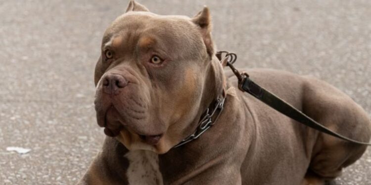 Zeus queda fuera del escuadrón canino tras ataque que cobró la vida de un adulto mayor