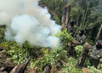¡Golpe al narcotráfico! Erradican más de 15 mil plantas de supuesta coca en Dulce Nombre de Culmí