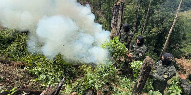 ¡Golpe al narcotráfico! Erradican más de 15 mil plantas de supuesta coca en Dulce Nombre de Culmí