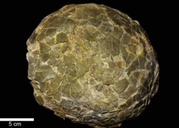 Hallazgo en la Patagonia: científicos desenterraron huevos de dinosaurios gigantes y revelaron el lugar donde los incubaban